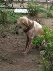 cagnolinonola